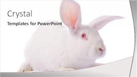  Presentation with rabbit - Cool new PPT theme with timid-young-white-rabbit-isolated backdrop and a white colored foreground