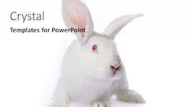  Presentation with rabbit - PPT theme having timid-young-white-rabbit-isolated background and a white colored foreground