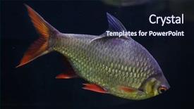  Presentation with freshwater fish - Cool new slide set with barbeq - tinfoil barb barbonymus schwanenfeldii freshwater backdrop and a wine colored foreground