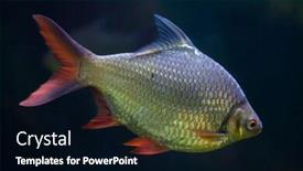  Presentation with wildlife - Presentation theme having tinfoil-barb-barbonymus-schwanenfeldii-wildlife background and a black colored foreground