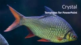  Presentation with wildlife - Theme having tinfoil-barb-barbonymus-schwanenfeldii-wildlife background and a navy blue colored foreground