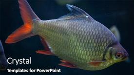  Presentation with wildlife - Colorful slides enhanced with tinfoil-barb-barbonymus-schwanenfeldii-wildlife backdrop and a black colored foreground