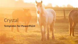  Presentation with horse in field - Presentation theme having tinker-horse-galineers-cob-grazing background and a yellow colored foreground