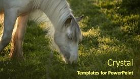  Presentation with earth rising sun illustration - Presentation theme enhanced with tinker-horse-galineers-cob-grazing background and a tawny brown colored foreground