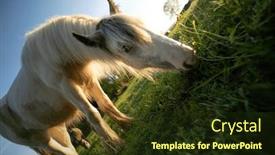  Presentation with horse in field - Presentation consisting of tinker-horse-galineers-cob-grazing background and a tawny brown colored foreground