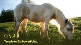  Presentation with horse in field - PPT theme having tinker-horse-galineers-cob-grazing background and a tawny brown colored foreground