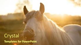  Presentation with sun rise back ground - Slides with tinker-horse-galineers-cob-laughing background and a tawny brown colored foreground