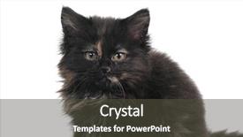  Presentation with black and white trees - Theme with tinkerbell - black kitten on white background and a  colored foreground