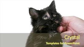  Presentation with kitten - Cool new presentation theme with tinkerbell - black kitten on white backdrop and a  colored foreground