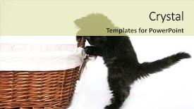  Presentation with black and white religious - Slides having tinkerbell - black kitten on white background and a  colored foreground