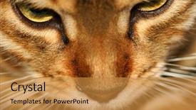  Presentation with kitten - Amazing presentation having tinkerbell - close up of the face backdrop and a  colored foreground