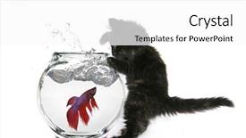  Presentation with hello kitty cute little kitten - Beautiful theme featuring tinkerbell - funny kitten trying to catch backdrop and a white colored foreground