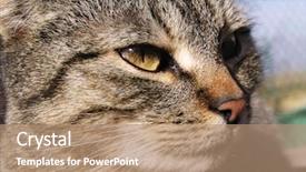  Presentation with goodbye cat - Beautiful presentation featuring tinkerbell - staring cat backdrop and a  colored foreground