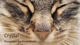  Presentation with head and neck nerves - Audience pleasing slide deck consisting of tinkerbell - tabby cat head close-up backdrop and a coral colored foreground