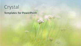  Presentation with bud - Amazing presentation theme having tiny-allium-flower-bud backdrop and a sky blue colored foreground