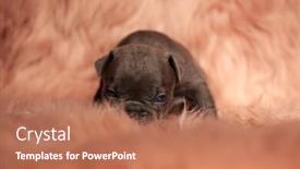  Presentation with bully - Cool new slide set with tiny american bully dog with brown fur sitting with his head bent to the ground and sleepy eyes on pink studio background backdrop and a coral colored foreground