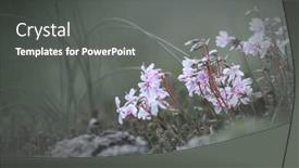  Presentation with garden - Presentation theme consisting of tiny-annual-phlox-flowers background and a gray colored foreground