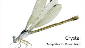  Presentation with dragonfly - Presentation theme consisting of tiny blue eyes dragonfly isolated background and a white colored foreground