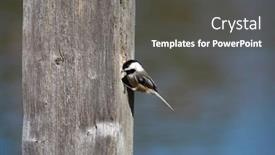  Presentation with pole - Colorful presentation theme enhanced with tiny-chickadee-bird backdrop and a dark gray colored foreground