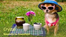  Presentation with straw - Theme with tiny chihuahua dog wearing suit background and a tawny brown colored foreground