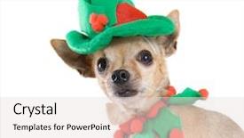  Presentation with elf - Presentation consisting of tiny chihuahua dressed up background and a light gray colored foreground