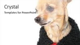  Presentation with ladybug - Cool new presentation design with tiny chihuahua dressed in a ladybug pattern coat backdrop and a white colored foreground