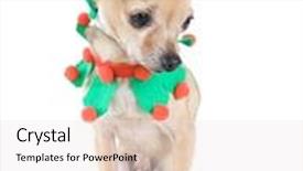  Presentation with elf - Beautiful presentation design featuring tiny chihuahua dressed as an elf backdrop and a sky blue colored foreground