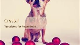  Presentation with vintage christmas - Slides with tiny chihuahua dressed in a christmas outfit toned with a retro vintage instagram filter effect background and a cream colored foreground