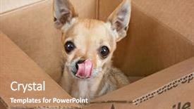  Presentation with cardboard or brown board paper - Amazing slide deck having tiny chihuahua in a brown backdrop and a coral colored foreground