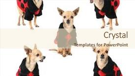 Presentation with ladybug - Presentation theme enhanced with tiny chihuahua in a ladybug coat in various poses background and a cream colored foreground