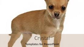  Presentation with puppy - Audience pleasing theme consisting of tiny-chihuahua-puppy-isolated backdrop and a coral colored foreground