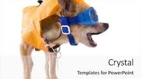  Presentation with sports wear ski goggles - Colorful presentation design enhanced with tiny-chihuahua-with-a-raincoat backdrop and a white colored foreground