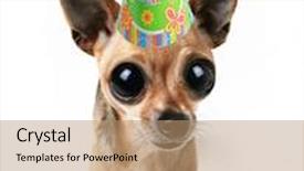  Presentation with eyes - Audience pleasing slide set consisting of tiny chihuahua with big eyes and a birthday hat backdrop and a coral colored foreground
