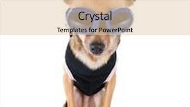  Presentation with jacket platform - Presentation consisting of tiny-chihuahua-with-goggles background and a lemonade colored foreground