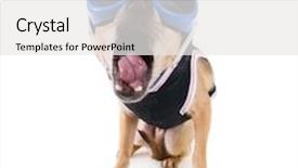  Presentation with jacket platform - Beautiful presentation design featuring tiny-chihuahua-with-goggles backdrop and a white colored foreground