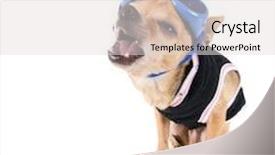  Presentation with jacket platform - Beautiful slides featuring tiny-chihuahua-with-goggles backdrop and a light gray colored foreground