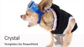 Presentation with jacket platform - Beautiful PPT theme featuring tiny-chihuahua-with-goggles backdrop and a white colored foreground