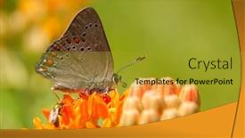 Presentation with coral - Slide deck having tiny-coral-hairstreak-butterfly-feeding background and a gold colored foreground