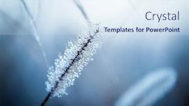  Presentation with blade - PPT layouts consisting of tiny-dew-drops-covering-blade background and a sky blue colored foreground