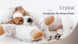  Presentation with play - PPT theme having tiny-dog-resting-on-bed and a sky blue colored foreground