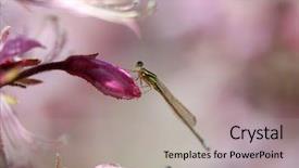  Presentation with bud - Slides featuring tiny dragon fly on flower bud background and a light gray colored foreground