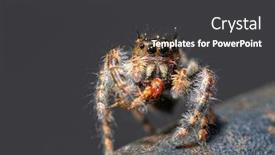 Presentation with spider - PPT theme enhanced with tiny early instar of phidippus audax bold jumping spider eating a bug while sitting on a metal rod background and a dark gray colored foreground
