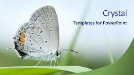  Presentation with blade - Presentation theme having tiny eastern tailed blue butterfly background and a sky blue colored foreground