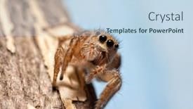  Presentation with spider - Colorful PPT theme enhanced with tiny-female-habronattus-coecatus-jumping backdrop and a sky blue colored foreground
