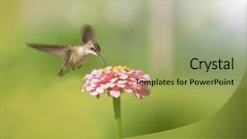  Presentation with pink green - Amazing slides having tiny female hummingbird feeding backdrop and a mint green colored foreground
