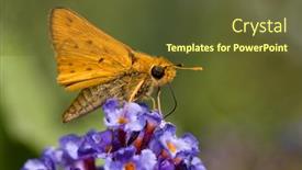  Presentation with purple butterfly - Theme consisting of tiny-fiery-skipper-butterfly-getting background and a tawny brown colored foreground
