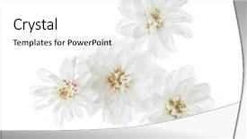  Presentation with white flowers - Slide set featuring tiny flowers of sneezewort achillea background and a white colored foreground