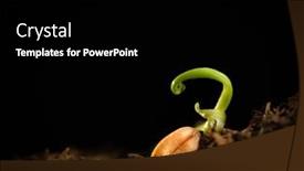  Presentation with seedling - Theme with tiny-fragile-seedling-with-fresh background and a black colored foreground