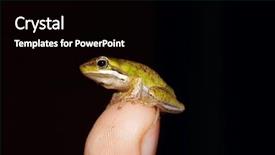  Presentation with frog - Presentation theme consisting of tiny frog background and a black colored foreground