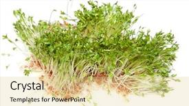  Presentation with white green - Slide deck with tiny germs - fresh green healthy sprouts background and a  colored foreground
